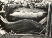 Žuvis iš Dusios ežero, 1938 m. (Prof. S. Kolupailos nuotr., KTU muziejaus nuosavybė)
